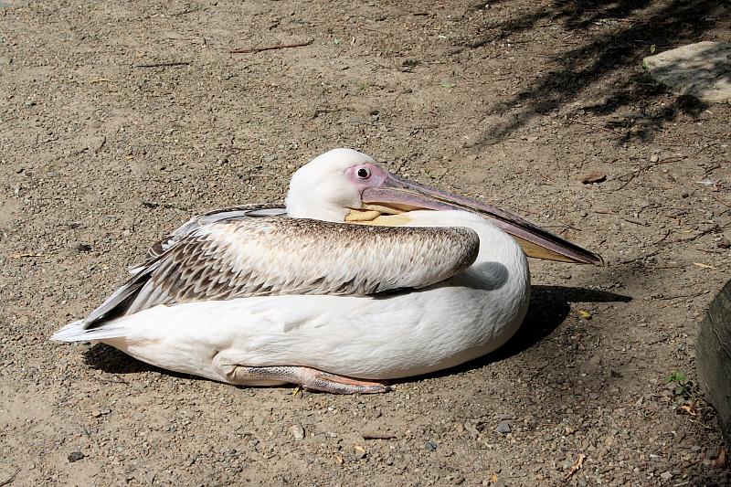 nederland7272.JPG - Avifauna Bird Park, Alphen aan den Rijn