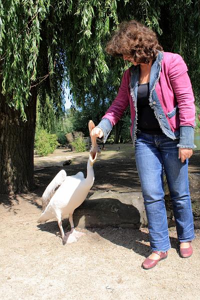 nederland7276.JPG - Avifauna Bird Park, Alphen aan den Rijn