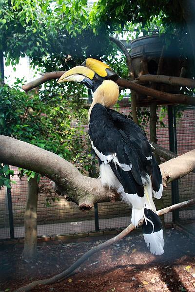 nederland7282.JPG - Avifauna Bird Park, Alphen aan den Rijn