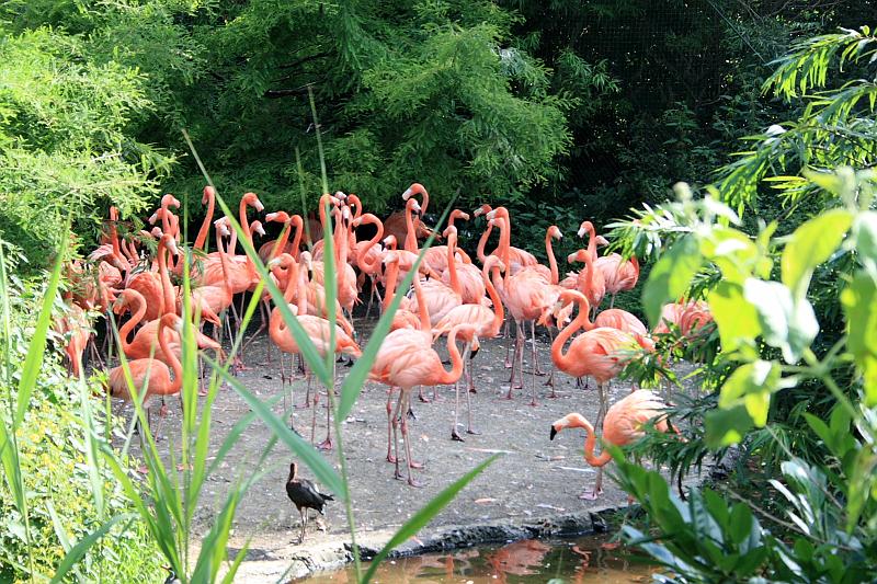nederland7283.JPG - Avifauna Bird Park, Alphen aan den Rijn