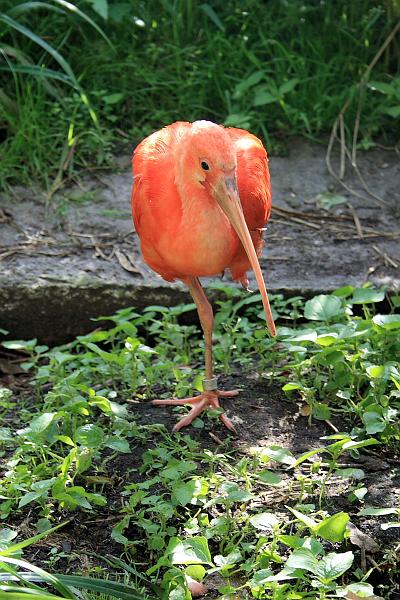 nederland7285.JPG - Avifauna Bird Park, Alphen aan den Rijn
