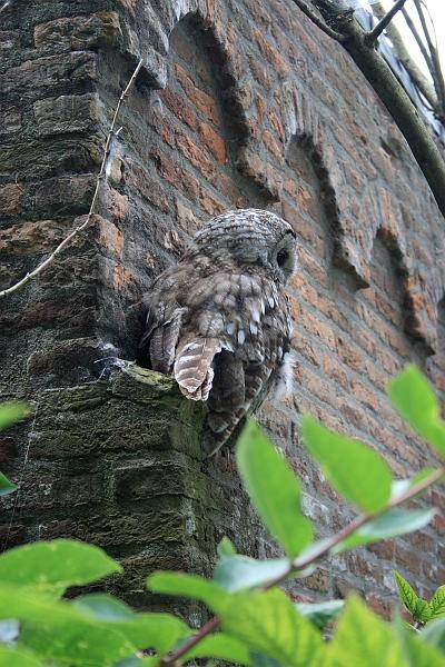 nederland7287.JPG - Avifauna Bird Park, Alphen aan den Rijn