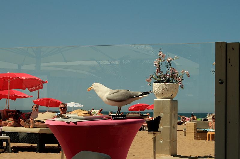 nederland7304.JPG - The Hague