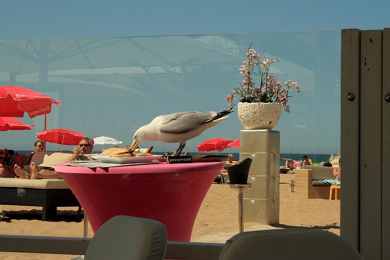 nederland7305.JPG - The Hague