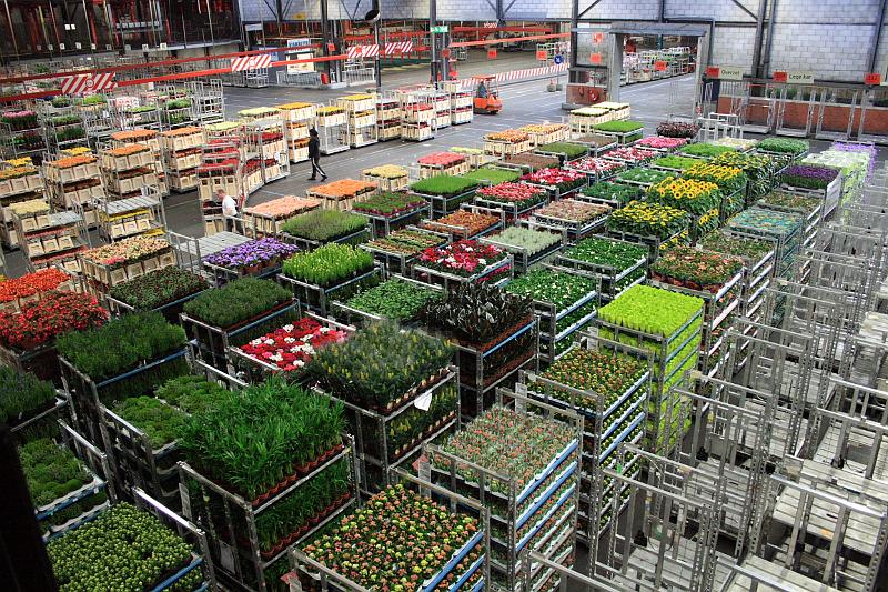 nederland7330.JPG - Flower Auction in Aalsmeer