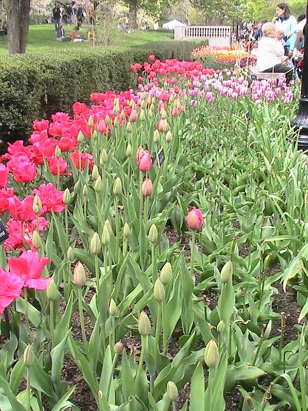 IMG_1016.jpg - Brooklyn Botanical Garden