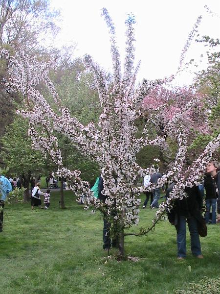 IMG_1019.jpg - Brooklyn Botanical Garden - Cherry Blossom