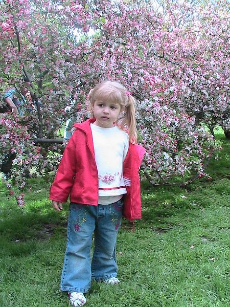 IMG_1025.jpg - Brooklyn Botanical Garden - Cherry Blossom