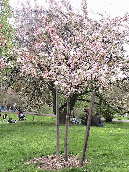 IMG_1031.jpg - Brooklyn Botanical Garden - Cherry Blossom