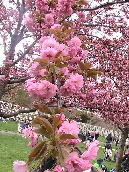 IMG_1043.jpg - Brooklyn Botanical Garden - Cherry Blossom