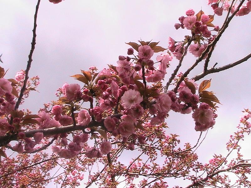 IMG_1046.jpg - Brooklyn Botanical Garden - Cherry Blossom