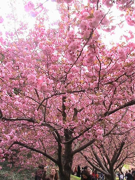 IMG_1049.jpg - Brooklyn Botanical Garden - Cherry Blossom