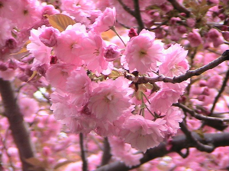 IMG_1052.jpg - Brooklyn Botanical Garden - Cherry Blossom