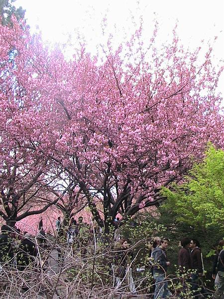 IMG_1055.jpg - Brooklyn Botanical Garden - Cherry Blossom