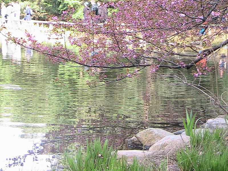 IMG_1068.jpg - Brooklyn Botanical Garden - Cherry Blossom
