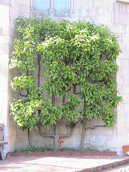 IMG_1138.jpg - The Cloisters