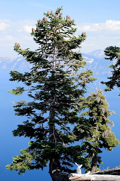 oreg3916.JPG - Wizard Island - volcano peak