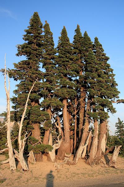 oreg3934.JPG - Crater Lake