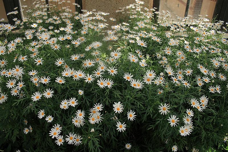 phil0745.JPG - Longwood gardens - The Conservatory