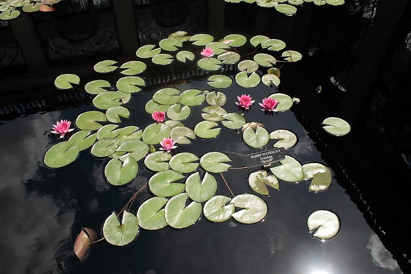 phil0749.JPG - Longwood gardens - The Conservatory