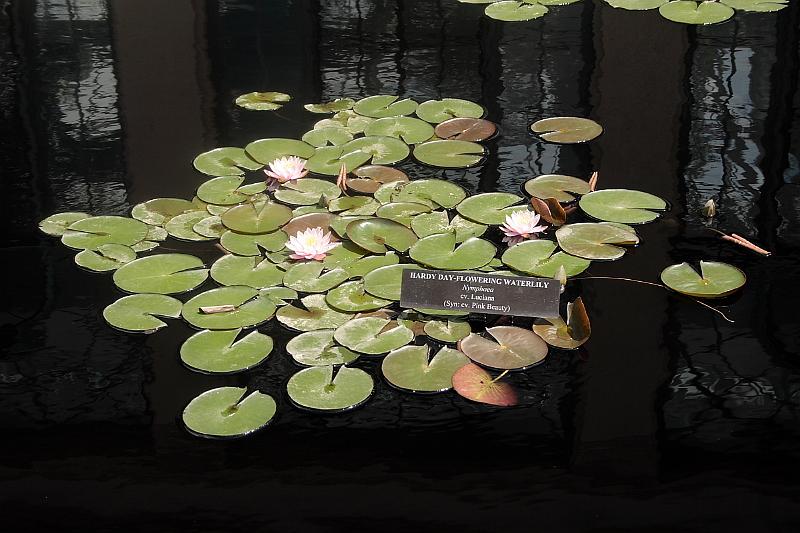 phil0750.JPG - Longwood gardens - The Conservatory