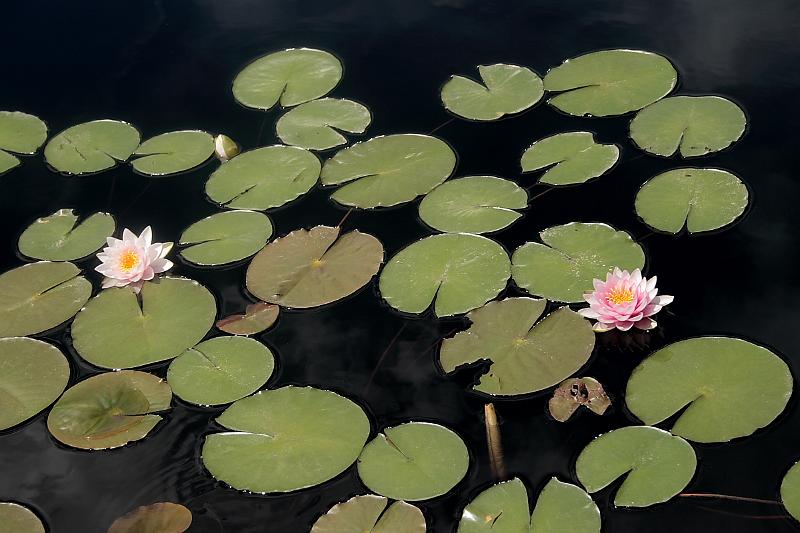 phil0751.JPG - Longwood gardens - The Conservatory