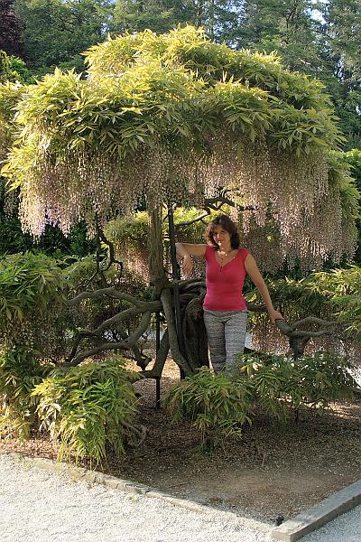 phil0809.JPG - Longwood gardens - Wisteria Garden