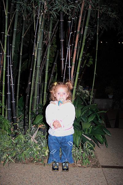 phil0871.JPG - Evening in the Longwood gardens - The Conservatory