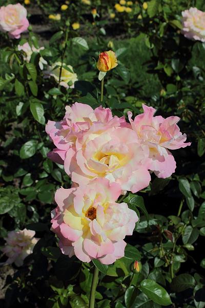 poland092.JPG - In the Botanical Garden