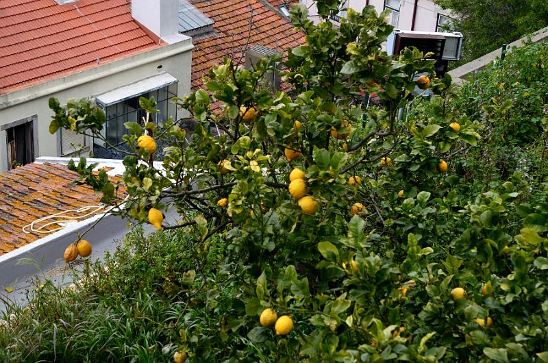 portugal020.jpg - A citrus tree on the yard