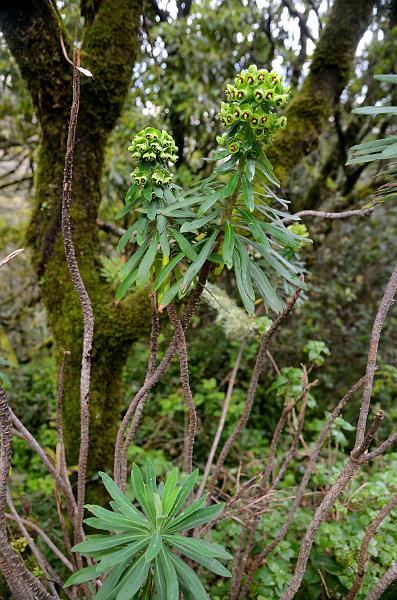 portugal179.jpg - Exotic floral in Moorish castle