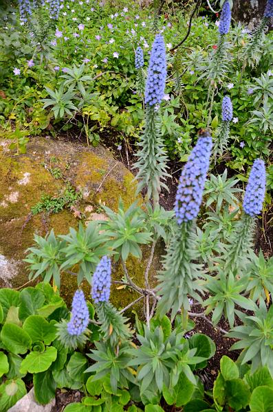 portugal180.jpg - Exotic floral in Moorish castle