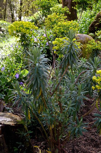 portugal182.jpg - Flora on the way to Pena Palace