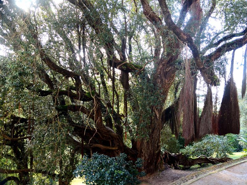 portugal209.jpg - Gardens in Monserrate Palace in Sintra