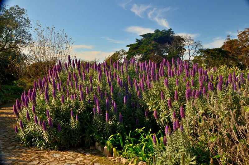 portugal212.jpg - Gardens in Monserrate Palace in Sintra