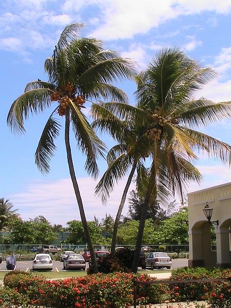 IMG_0523.jpg - Coconut palms in the Casa Bacardi
