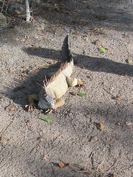 IMG_0623.jpg - Zoo in Mayaguez - iguanas walking with us