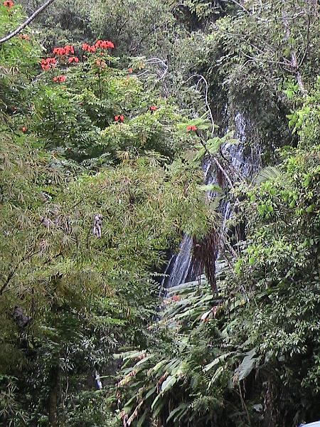 IMG_0656.jpg - El Yunque - tropical rainforest