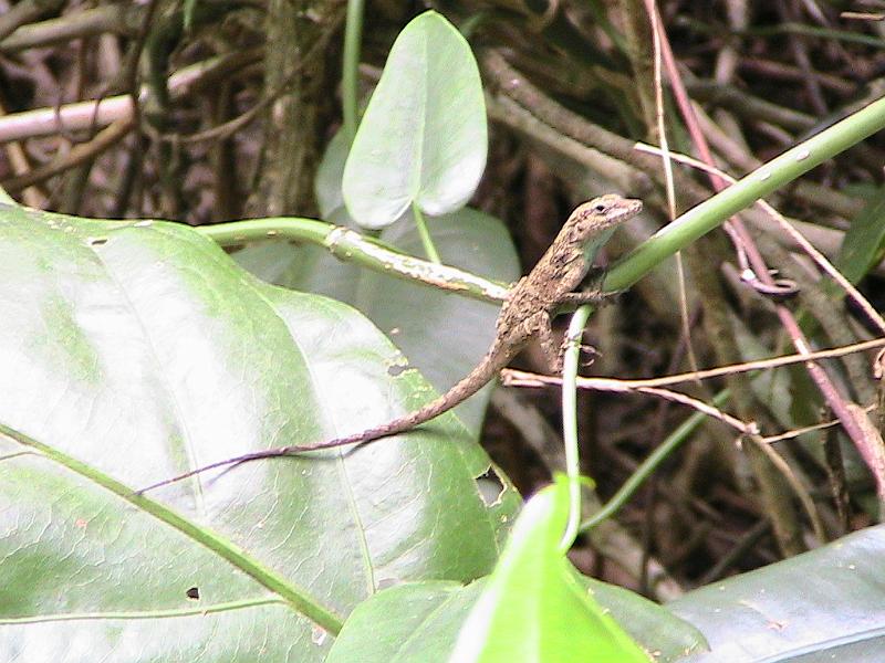 IMG_0786.jpg - ... and a lizard