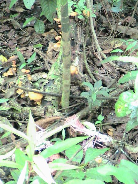 IMG_0792.jpg - In the forest  we found mushrooms...
