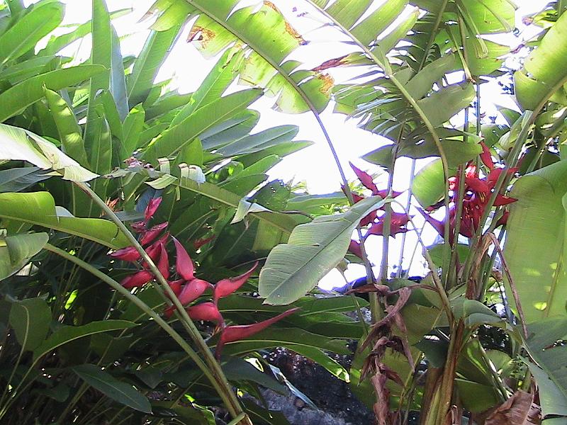 IMG_0823.jpg - Heliconia in the garden