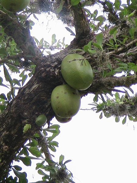 IMG_0862.jpg - Popular fruit tree in the Indian ceremonial centers