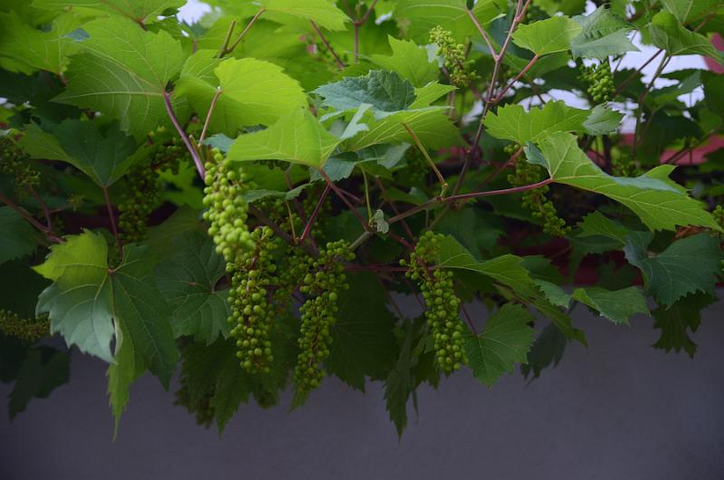 schwarz177.jpg - Schiltach