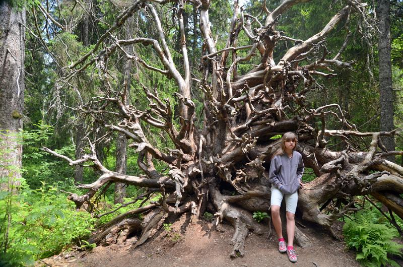 schwarz252.jpg - Nature and adventure trail in the forest near Feldberg Mountain