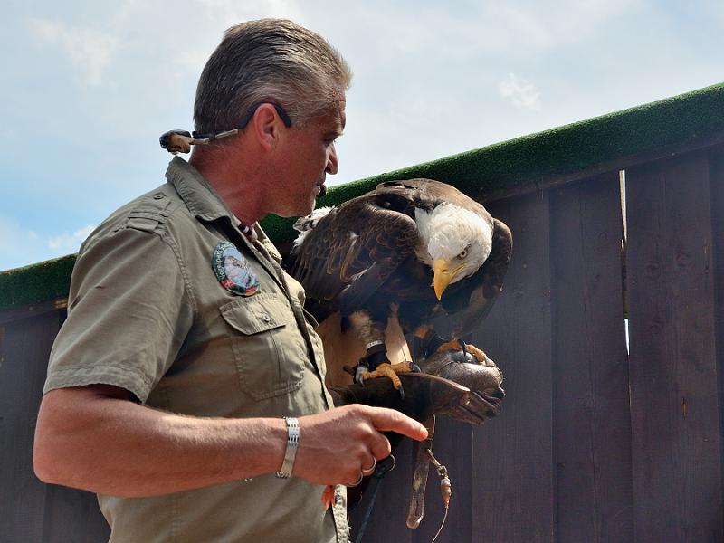 schwarz264.jpg - Bird of prey show in Vogelpark