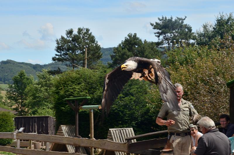 schwarz266.jpg - Bird of prey show in Vogelpark