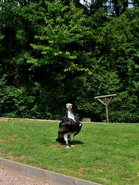 schwarz268.jpg - Vogelpark