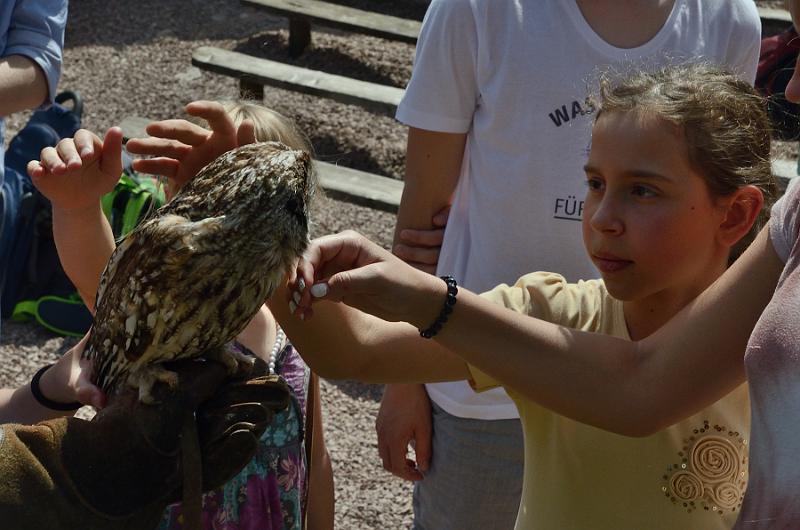 schwarz269.jpg - Bird of prey show in Vogelpark
