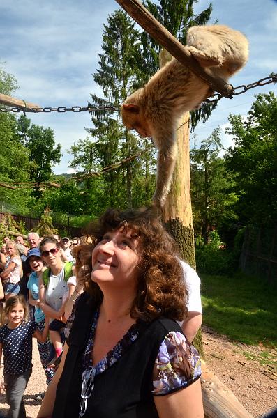 schwarz273.jpg - Feeding of the Barbary Macaques in Vogelpark