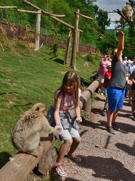 schwarz275.jpg - Feeding of the Barbary Macaques in Vogelpark